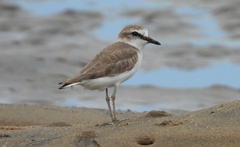 Charadrius marginatus