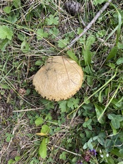 Suillus viscidus