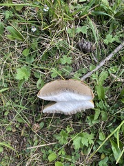 Suillus viscidus