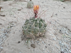 Hamatocactus hamatacanthus