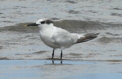 Thalasseus sandvicensis