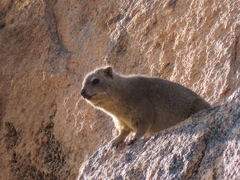 Procavia capensis
