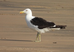 Larus dominicanus vetula