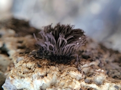 Stemonitis splendens