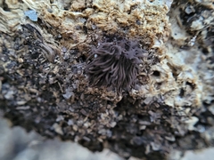 Stemonitis splendens