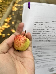 Malus sylvestris