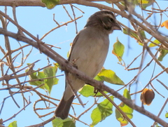 Crithagra albogularis