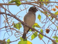 Crithagra albogularis