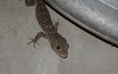 Gekko gecko