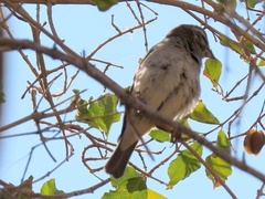 Crithagra albogularis