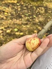 Malus sylvestris