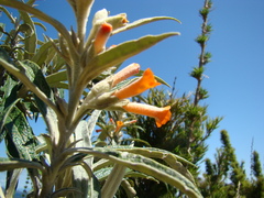 Buddleja speciosissima
