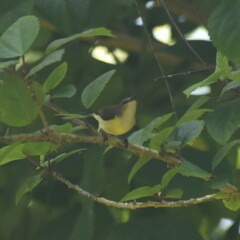 Nectariniidae