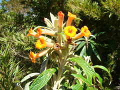 Buddleja speciosissima