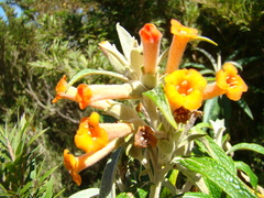 Buddleja speciosissima