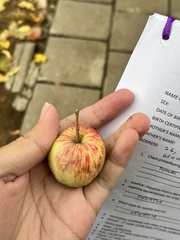 Malus sylvestris