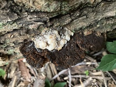 Ductifera pululahuana