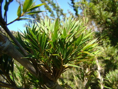 Chusquea microphylla