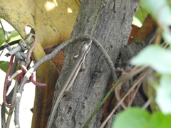 Takydromus kuehnei