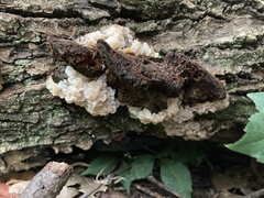 Ductifera pululahuana