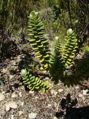 Baccharis uncinella