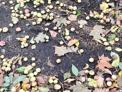 Malus sylvestris