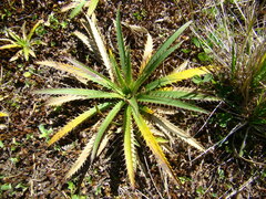 Eryngium paniculatum