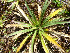 Eryngium paniculatum