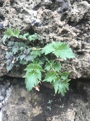 Petromarula pinnata