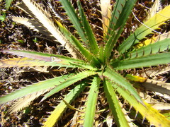 Eryngium paniculatum