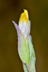 Chloropyron maritimum canescens