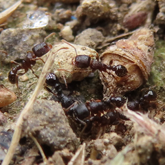 Tetramorium tsushimae