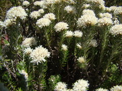 Chionolaena capitata