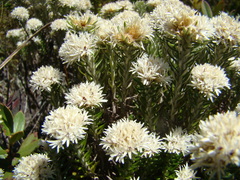 Chionolaena capitata