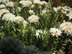 Chionolaena capitata