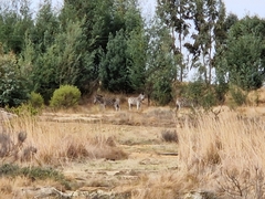 Equus quagga