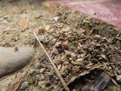Tetramorium tsushimae