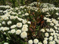 Chionolaena capitata