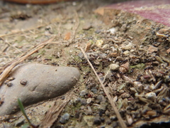 Tetramorium tsushimae