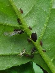 Aphis