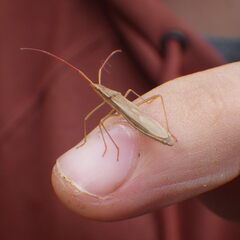 Protenor belfragei