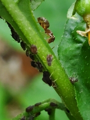 Aphis