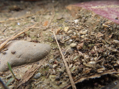 Tetramorium tsushimae