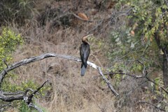 Anhinga rufa rufa