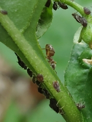 Aphis