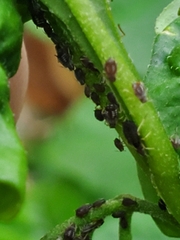 Aphis