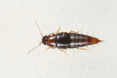 Habrocerus capillaricornis