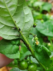 Aphis