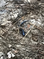 Plethodon cylindraceus