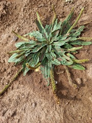 Plantago depressa